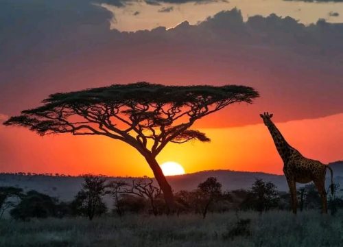 15 days classic safari in Kenya & Tanzania