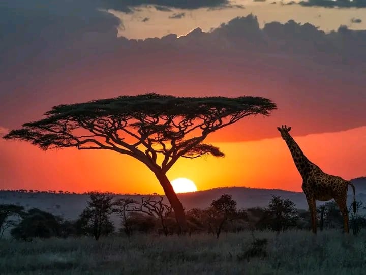 15 days classic safari in Kenya & Tanzania