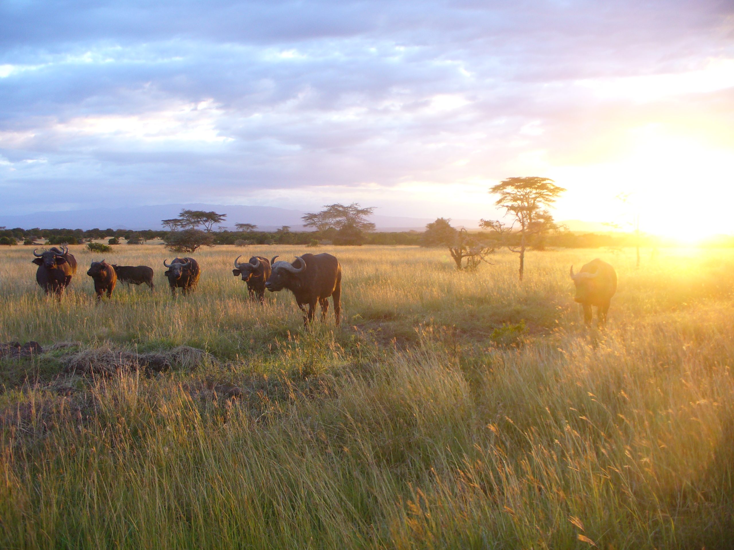 14-day budget safari in Kenya